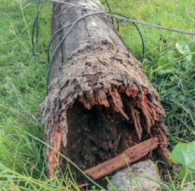rotted-posts