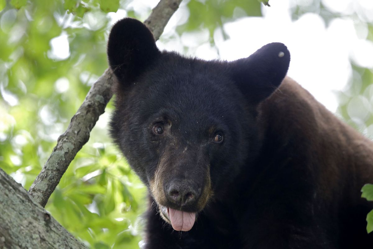 Living in Harmony With Black Bears in Central Florida Custom Fence